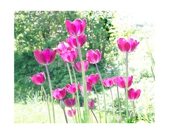 Purple Tulip Art Print, Garden Photograph