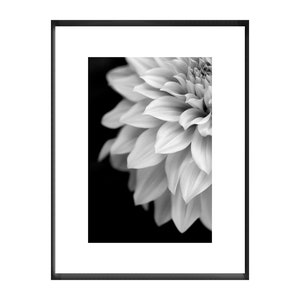 Black and White Dahlia Photograph,  Minimalist Flower Photograph, Contemporary