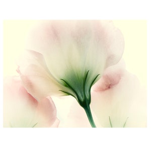 Pastel Flower Photograph,  Lisianthus Print, Shabby Chic Art,  Bedroom Art