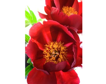 Red Peony Photograph,  Flower Photograph, Bright Floral Wall Art, Living Room  Decor