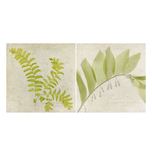 Pressed Fern Art Print Set of 2, Woodland, Solomon's Seal, Modern Farmhouse Wall Art image 1