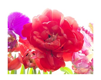 Red Tulip Photograph,  Flower Photography, Vivid Art, Maximalist Print