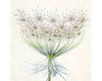 Queen Anne's Lace Photograph, Wild Flower Wall Art,  Floral Art Print, White Shabby Chic Decor