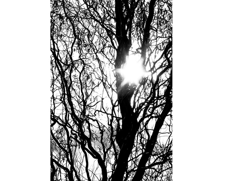 Dramatic Black and White Tree Print Set of 3 Abstract | Etsy