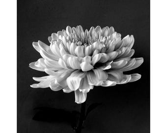 White Flower on Black Contemporary Art, Dramatic Photography