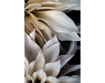 White Dahlia Flower Photograph, Contemporary Floral Art Print on Black