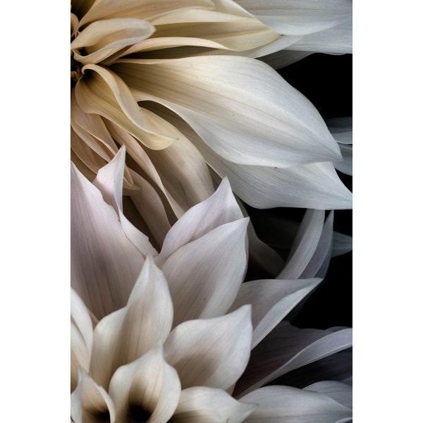 White Dahlia Flower Photograph, Contemporary Dahlia Floral Art Print on Black