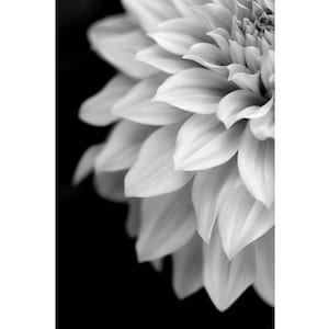 Black and White Dahlia Photograph,  Contemporary Art