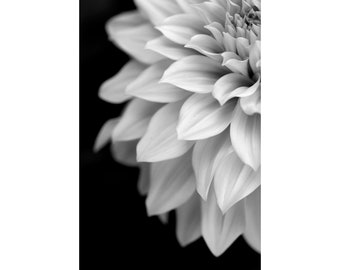 Black and White Dahlia Photograph,  Contemporary Art