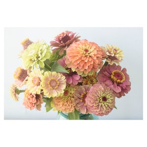 Soft Antique Floral Wall Art, Vintage Style Pastel Zinnia Flower Photograph, Orange, Coral, Pink