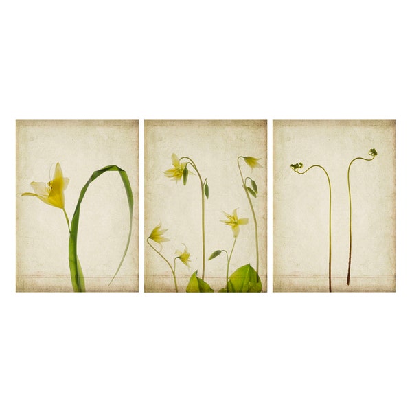 Botanical Art Print Set of 3, Triptych , Lily Fern  Pressed Flower Art, Rustic Decor