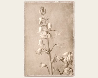 Bell Flower Botanical Print in Sepia, Modern Farmhouse Rustic Wall Art, Flower Photograph