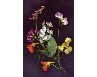 Pressed Flower Print on Black, Botanical Art, Bedroom Decor, Sweet Pea Photo