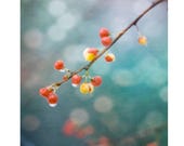 Red Berries Nature Photograph, Red Turquoise Wall Art