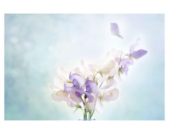 Pale Purple Sweet Pea Art Print, Flower Photograph,  Pastel Wall Decor