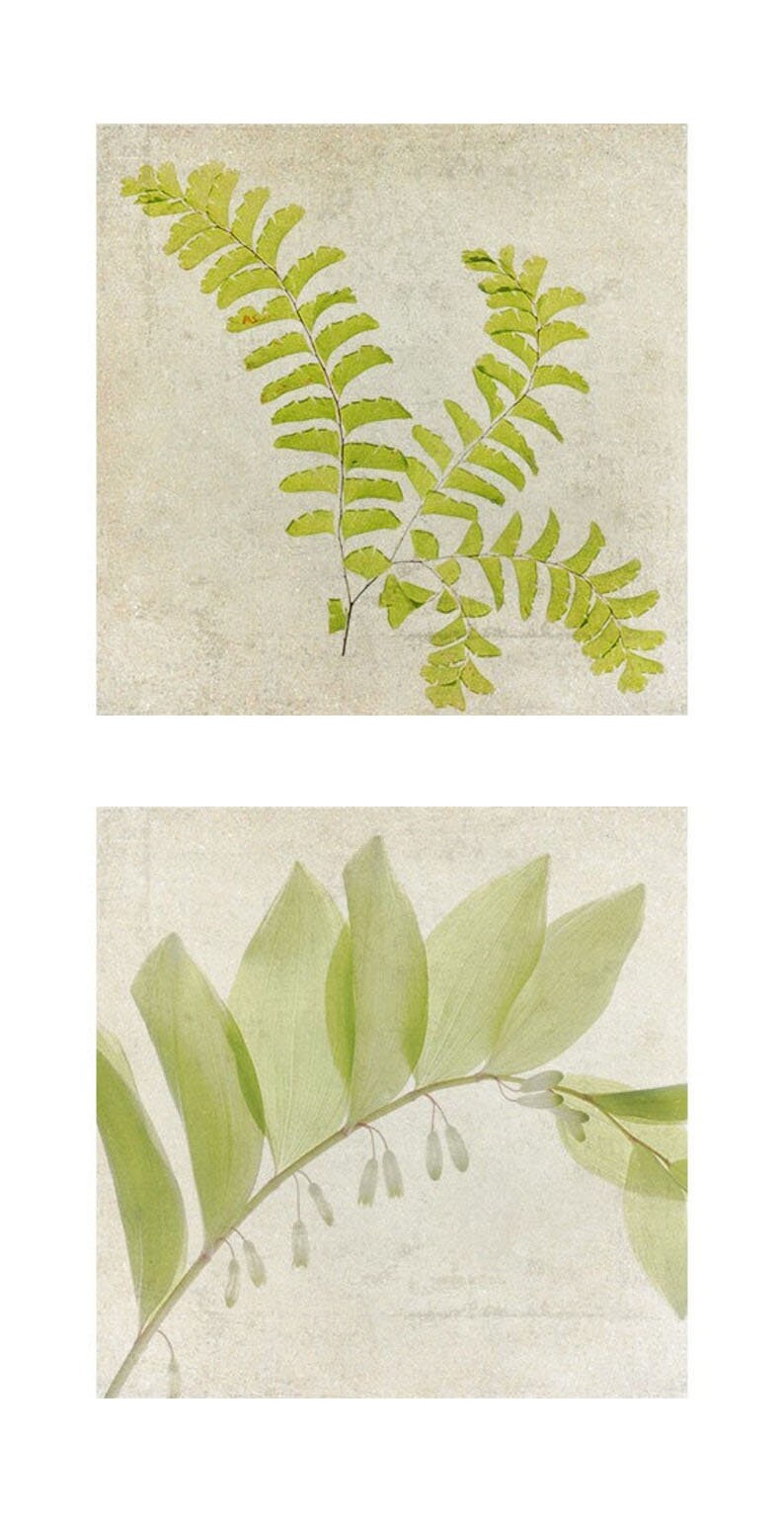 Pressed Fern Art Print Set of 2, Woodland, Solomon's Seal, Modern Farmhouse Wall Art image 5