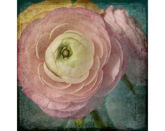Pink Ranunculus Print, Floral Wall Art, Shabby Chic Decor, Flower Photograph, Floral Art Print