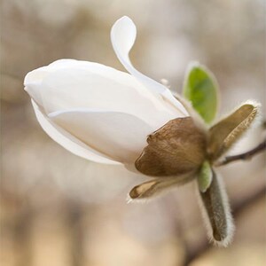 Magnolia Photography, Earth Tones, Peaceful Art, Rustic Wall Decor, Spring Blossom Print, image 1