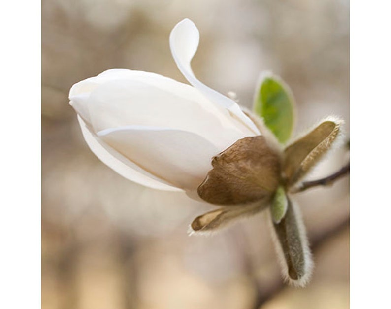 Magnolia Photography, Earth Tones, Peaceful Art, Rustic Wall Decor, Spring Blossom Print, image 1