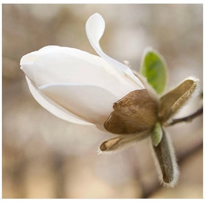 Magnolia Photography, Earth Tones, Peaceful Art, Rustic Wall Decor, Spring Blossom Print, image 2