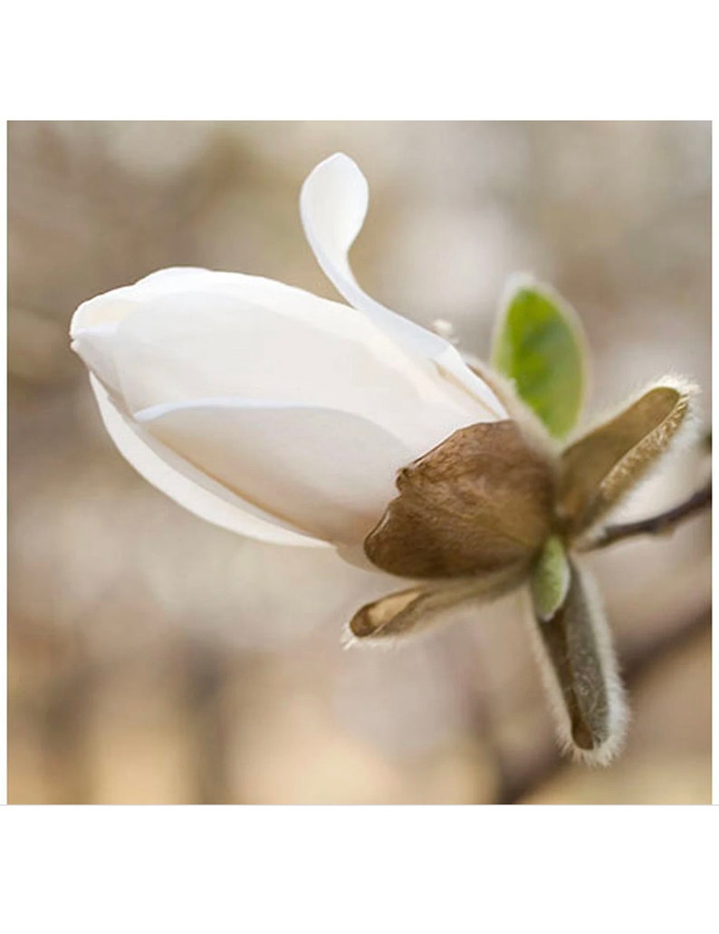 Magnolia Photography, Earth Tones, Peaceful Art, Rustic Wall Decor, Spring Blossom Print, image 2