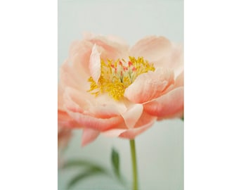 Coral Peony Floral Art Print: Original Flower Photography