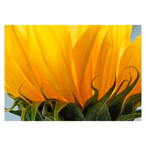 Sunflower Photograph,  Yellow Wall Art