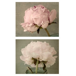 Peony Photographs Print Set of 2, Floral Art Prints, French Country Art image 5