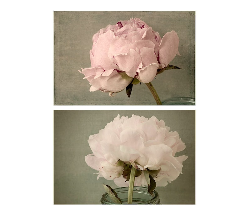 Peony Photographs Print Set of 2, Floral Art Prints, French Country Art image 1