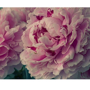 May include: Close-up of a pink peony flower in bloom. The petals are soft and delicate, with a slight pink hue. The flower is in full bloom, with the center of the flower visible.