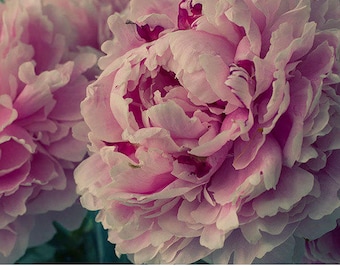 Romantic Peony Art Print, Pink Flower Photograph Wall Art