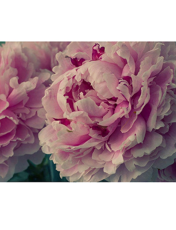 Romantic Peony Art Print, Pink Flower Photograph Wall Art