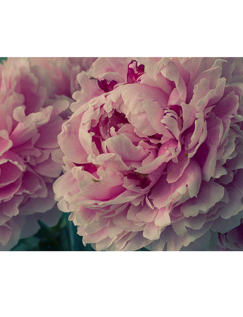 May include: Close-up of a pink peony flower in bloom. The petals are soft and delicate, with a slight pink hue. The flower is in full bloom, with the center of the flower visible.