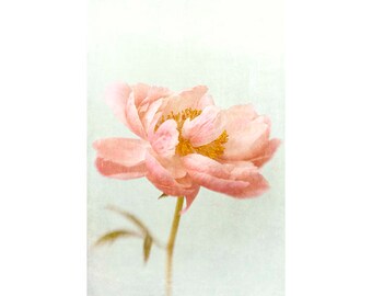 Coral Peony Art Print: Botanical Wall Art