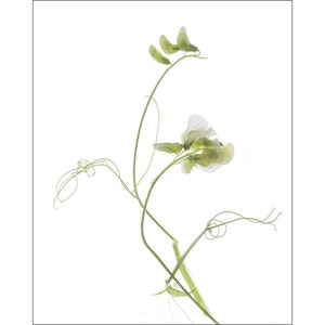 Sweet Pea Art, Pressed Flowers Botanical Print, Flower Photograph, Minimalist
