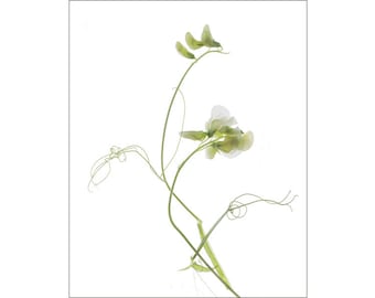 Sweet Pea Art, Scanner Art, Pressed Flowers Botanical Print, Flower Photograph, Minimalist Art