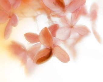 Abstract Flower Photography, Hydrangea Photo,  Orange Pink Decor, Floral Art Print