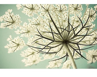 Queen Anne's Lace Photograph, Shabby Chic Wall Art, Flower Photography, White Mint Decor