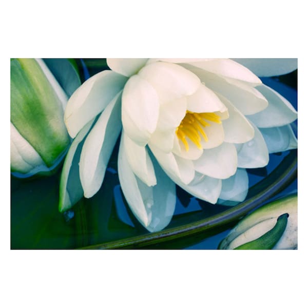 White Water Lily Print, Flower Photography, Elegant Art, Above Bed Art, Waterlily Art