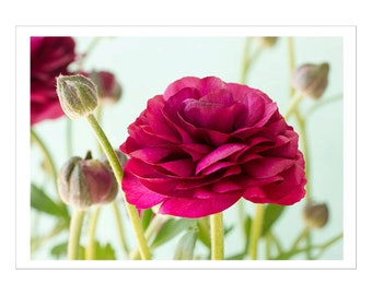 Red Ranunculus Flower Card,  Blank Card