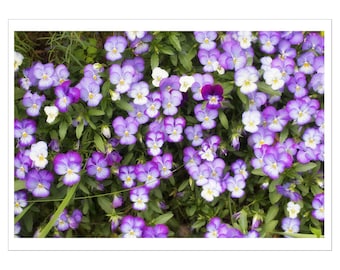 Purple Pansy Blank Photo Card, Floral Note Card