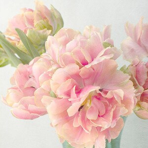Pink Tulip Art Print, Still Life Photography, Shabby Chic Wall Art, Flower Photography, Tulip Print image 4