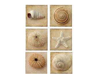 Sepia Seashell  Print Set of 6, Sea Shell Cottagecore Decor