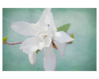 White Magnolia Art, Flower Photo, Romantic Bedroom Wall Art, Over Bed Art