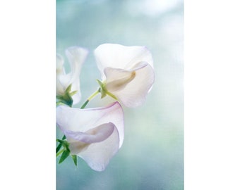 Sweet Pea Flower Photograph, Pale Purple Sky Blue Floral Art Print