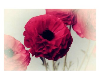Red Ranunculus Flower Photography: Moody Art Print