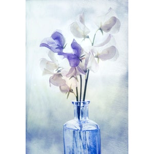 Ethereal Sweet Pea Photograph, Sweetpea Boho Flower Art Print image 1