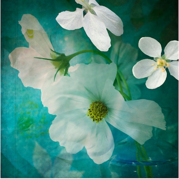 Dramatic Dark Flower Art Print, White Azure