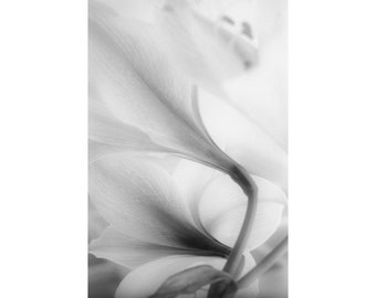 Abstract Floral Art Print,  Black and White Amaryllis Flower Photograph, Living Room Wall Art