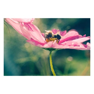 Bee Art Print, Nature  Flower Photograph